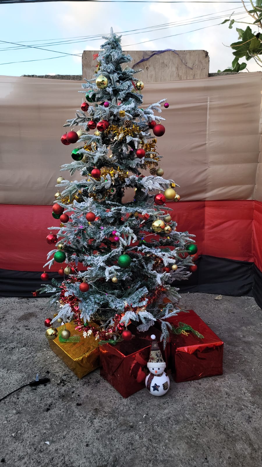 Christmas Tree - Daytime